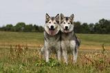 ALASKAN MALAMUTE 690